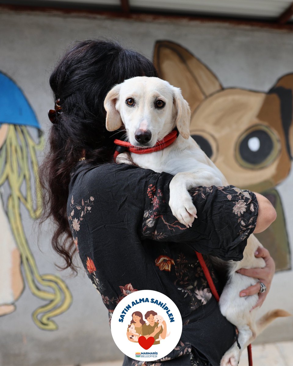 Marmaris'te Minik Dost Balım Yeni Bir Yuva Arıyor