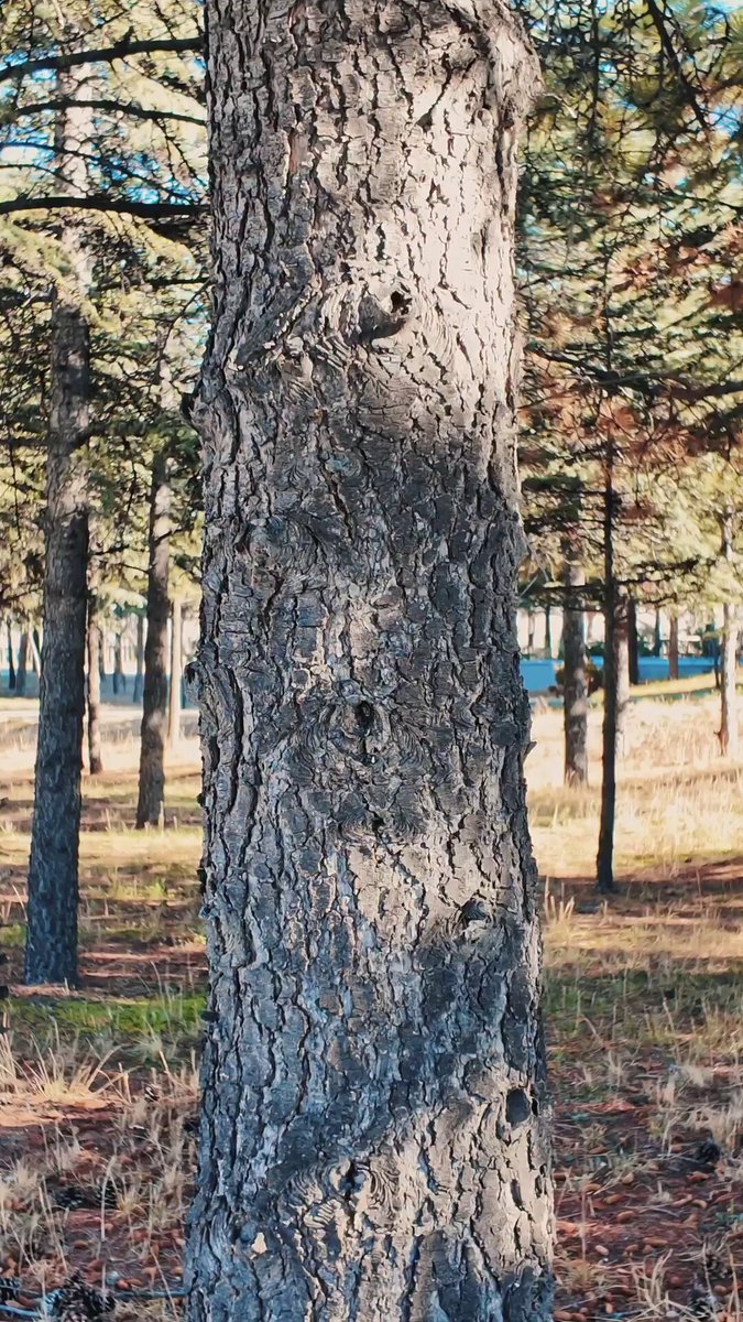 Muğla'da Geleceğe Nefes Olmak İçin 11 Kasım'da Fidanlar Toprakla Buluşuyor