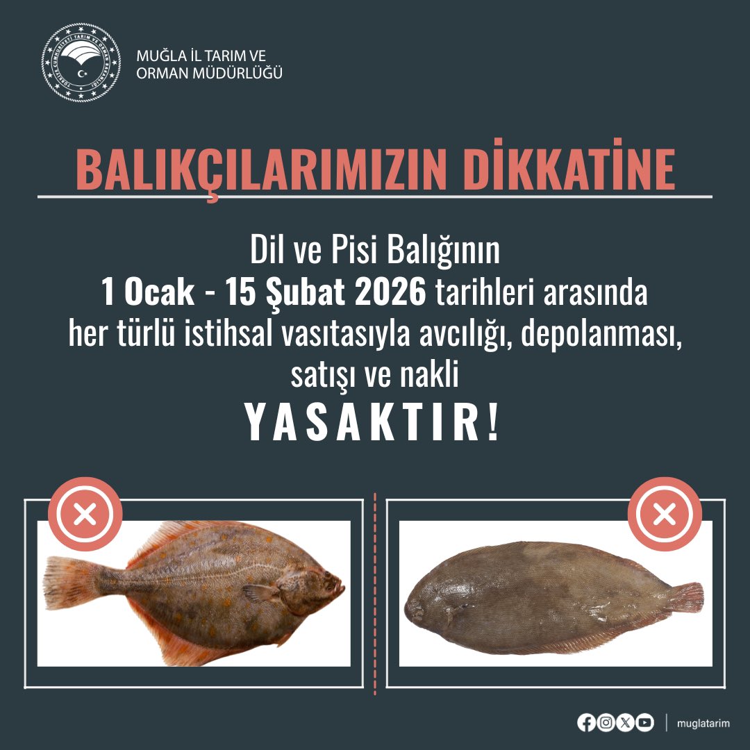 Muğla'da Dil ve Pisi Balığı Avına Yasak Getirildi