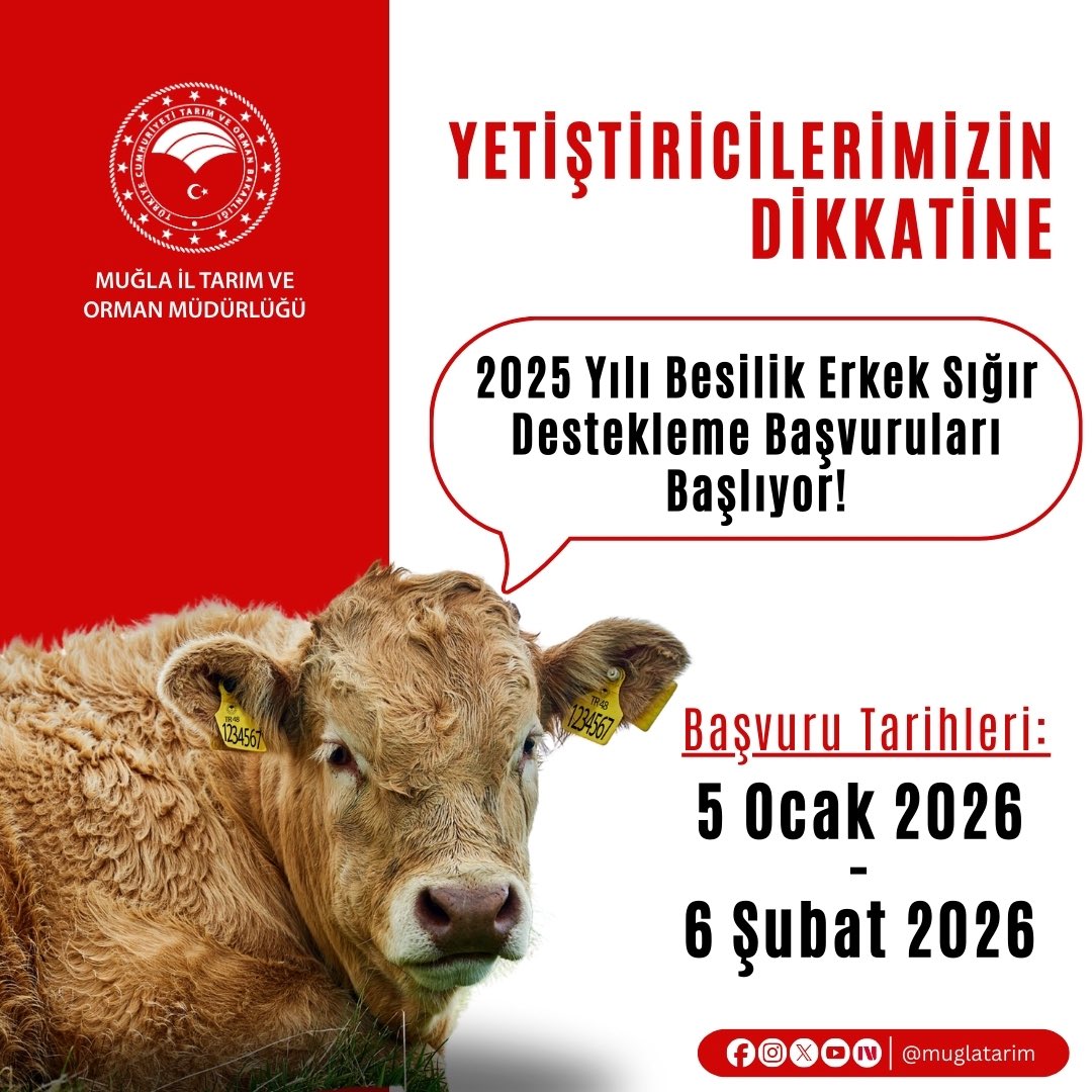 Muğla'da 2025 Yılı Besilik Erkek Sığır Destekleme Başvuruları Başlıyor