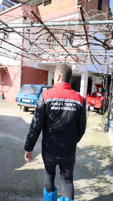 Şap Hastalığına Karşı Muğla'da Bahar Aşılaması Başladı