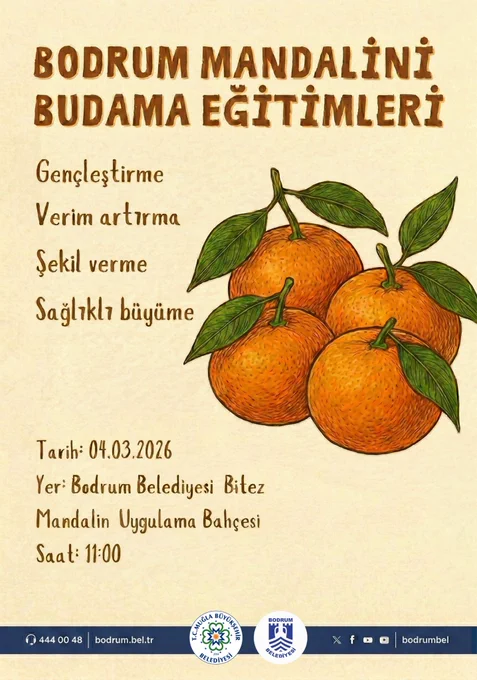 Bodrum'da Mandalina Üreticilerine Özel Budama Eğitimi Düzenleniyor