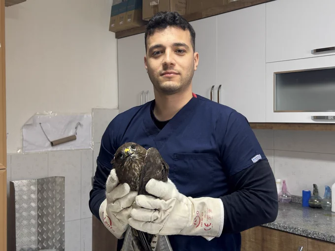 Seydikemer'de Yaralı Şahin Tedavi Altına Alındı