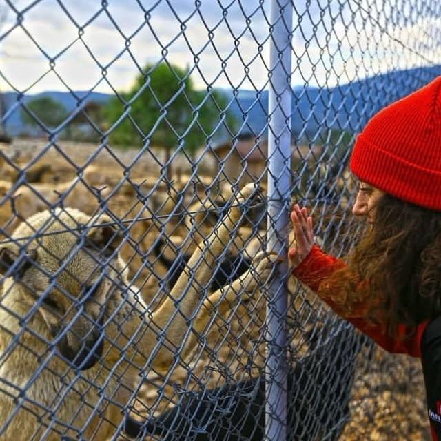 Muğla'da Sokak Hayvanlarına Yönelik Çalışmalar Artıyor