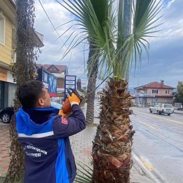 Muğla'da Ağaç Budama Çalışmaları Tamamlandı