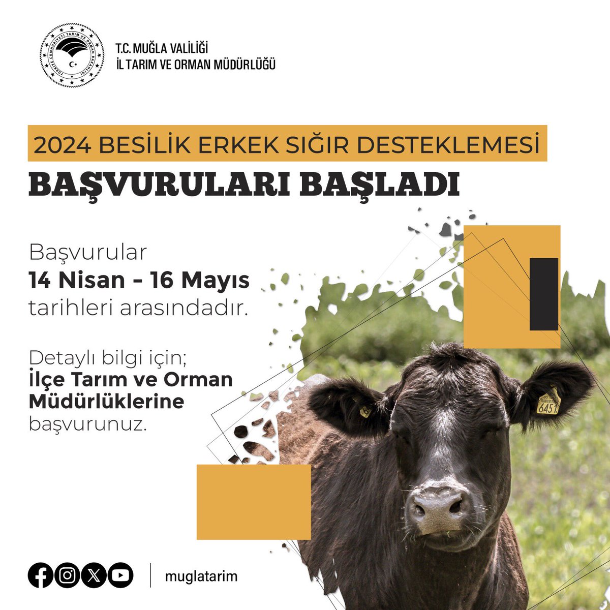 Muğla'da Besilik Erkek Sığır Desteklemeleri Başladı