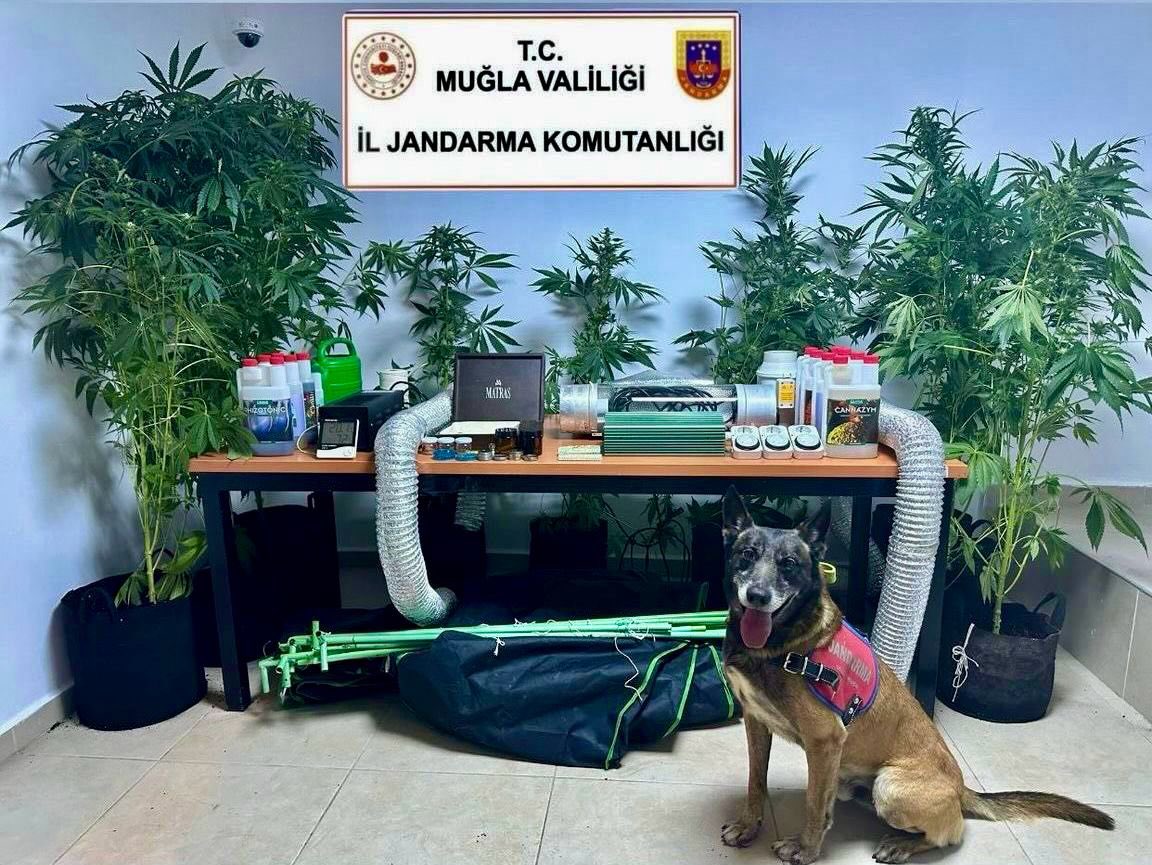 Bodrum'da Uyuşturucu Operasyonu: Kenevir Bitkisi ve Kullanım Aparatları Ele Geçirildi
