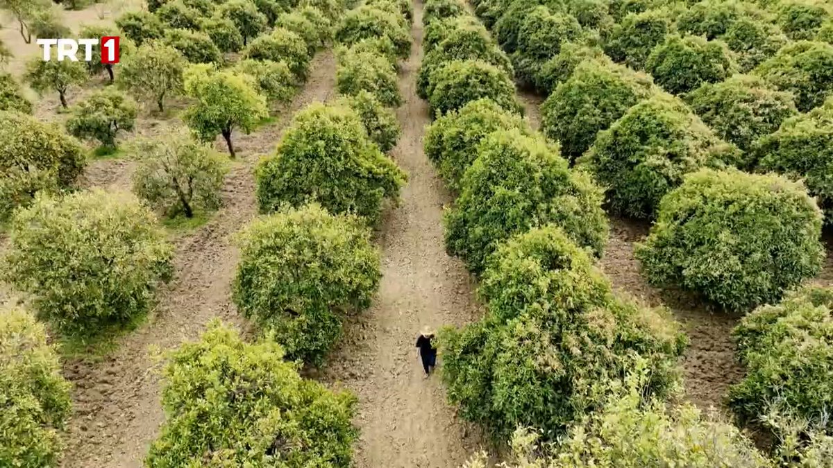Muğla'lı Üretici Gülayşe Pala'nın Hikayesi 'Hayallerin Peşinde'de Ekranlara Geliyor