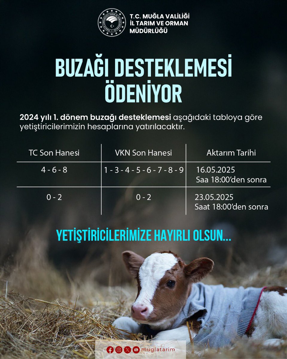Muğla'da Buzağı Desteklemeleri Çiftçilere Ödeniyor