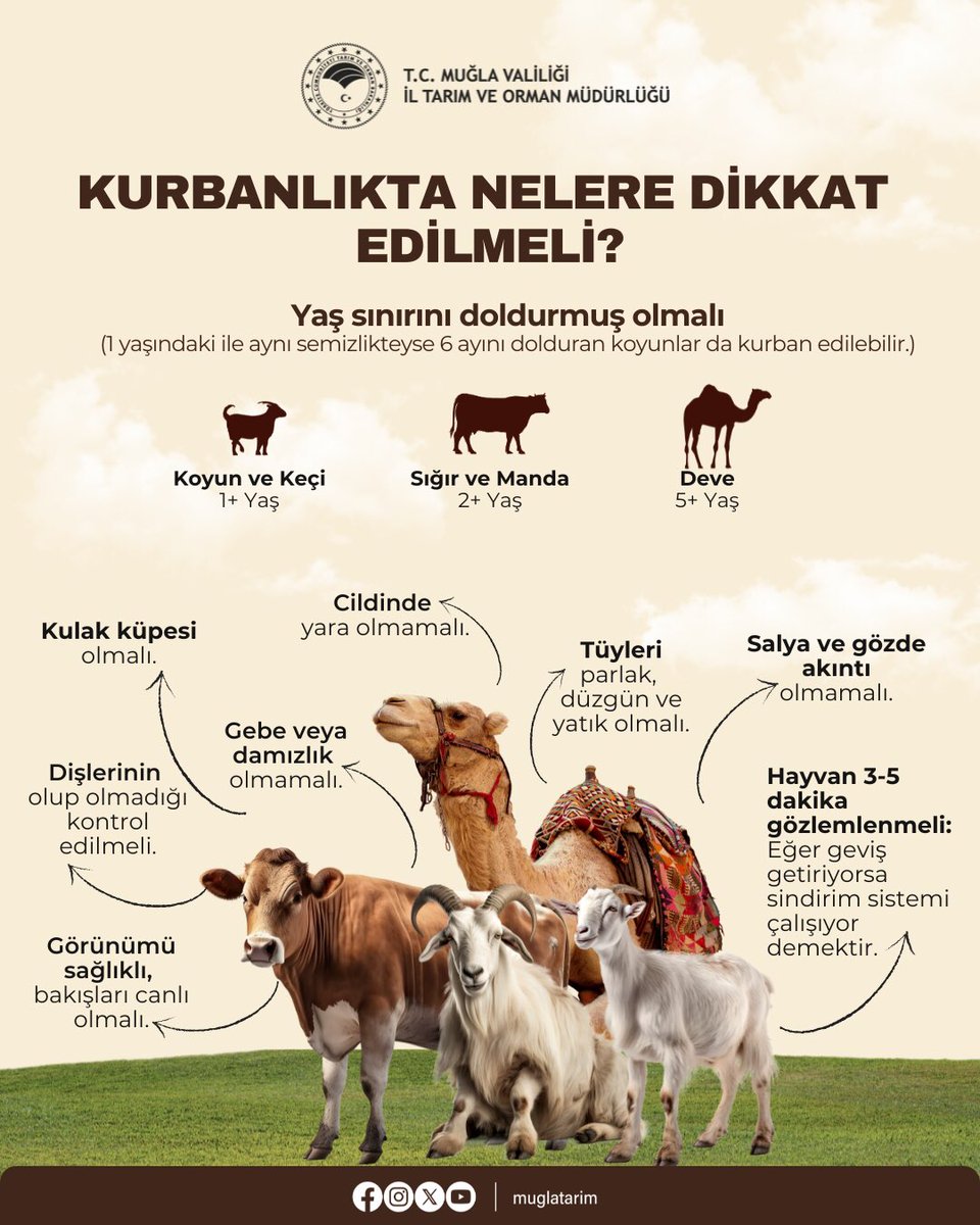 Kurbanlık Hayvan Seçiminde Dikkat Edilmesi Gerekenler Muğla Tarım ve Orman Müdürlüğü Tarafından Açıklandı