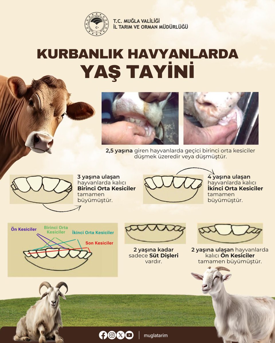 Muğla'da Kurbanlık Hayvan Yaş Tayini Uygulaması Başladı