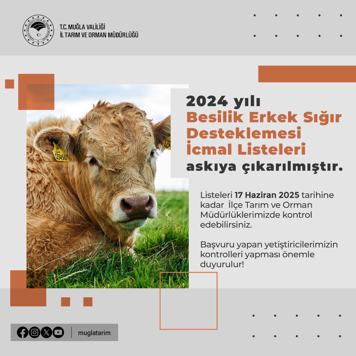 Muğla'da Sığır Destekleme İcmalleri Askıda