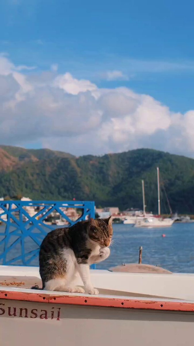 Marmaris'ten Sevimli Günaydın: Kediler Şehri Marmaris