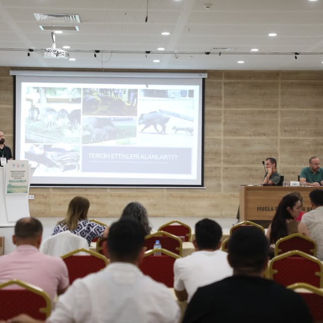 Muğla'da Yaban Domuzları Konferansı Düzenlendi: Çözüm Önerileri Masaya Yatırıldı