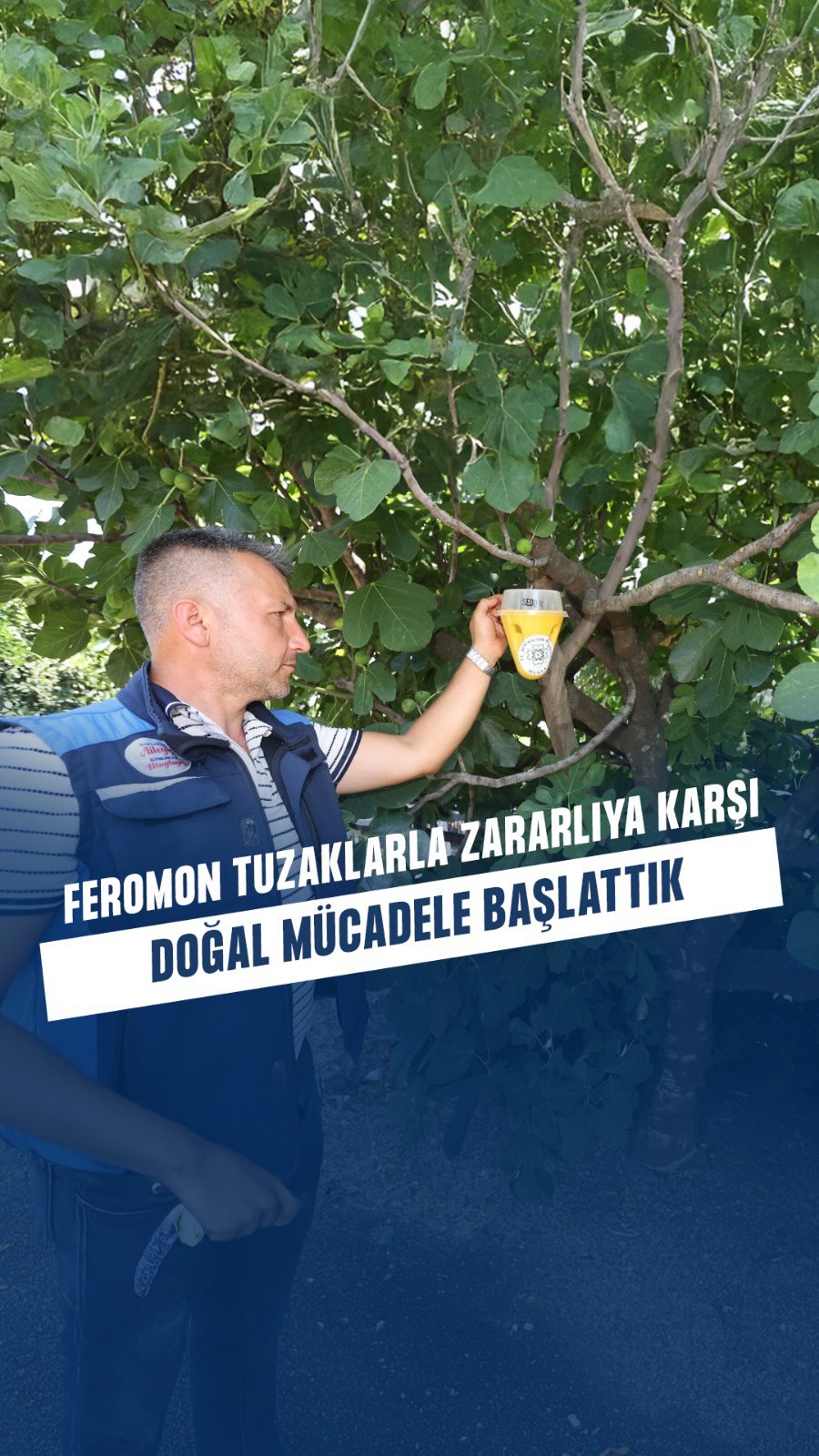 Muğla'da Akdeniz Meyve Sineğiyle Mücadelede Çevre Dostu Yöntemler Başlatıldı