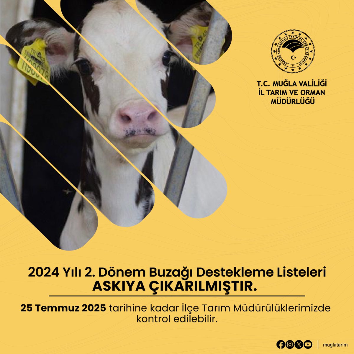 Muğla'da Buzağı Destekleme Listeleri Askıya Çıkarıldı
