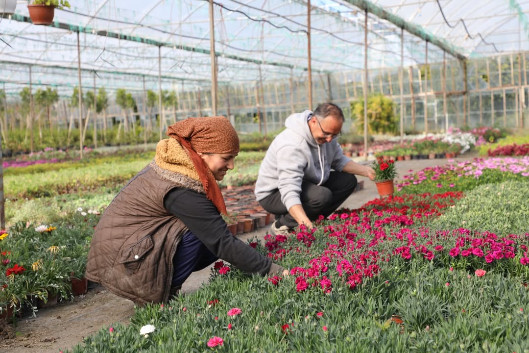 Muğla Büyükşehir Belediyesi'nden Alım Garantili Çiçek Üretimiyle Kent Estetiğine Destek ve Kadın Üreticilere Olanak Sağlandı