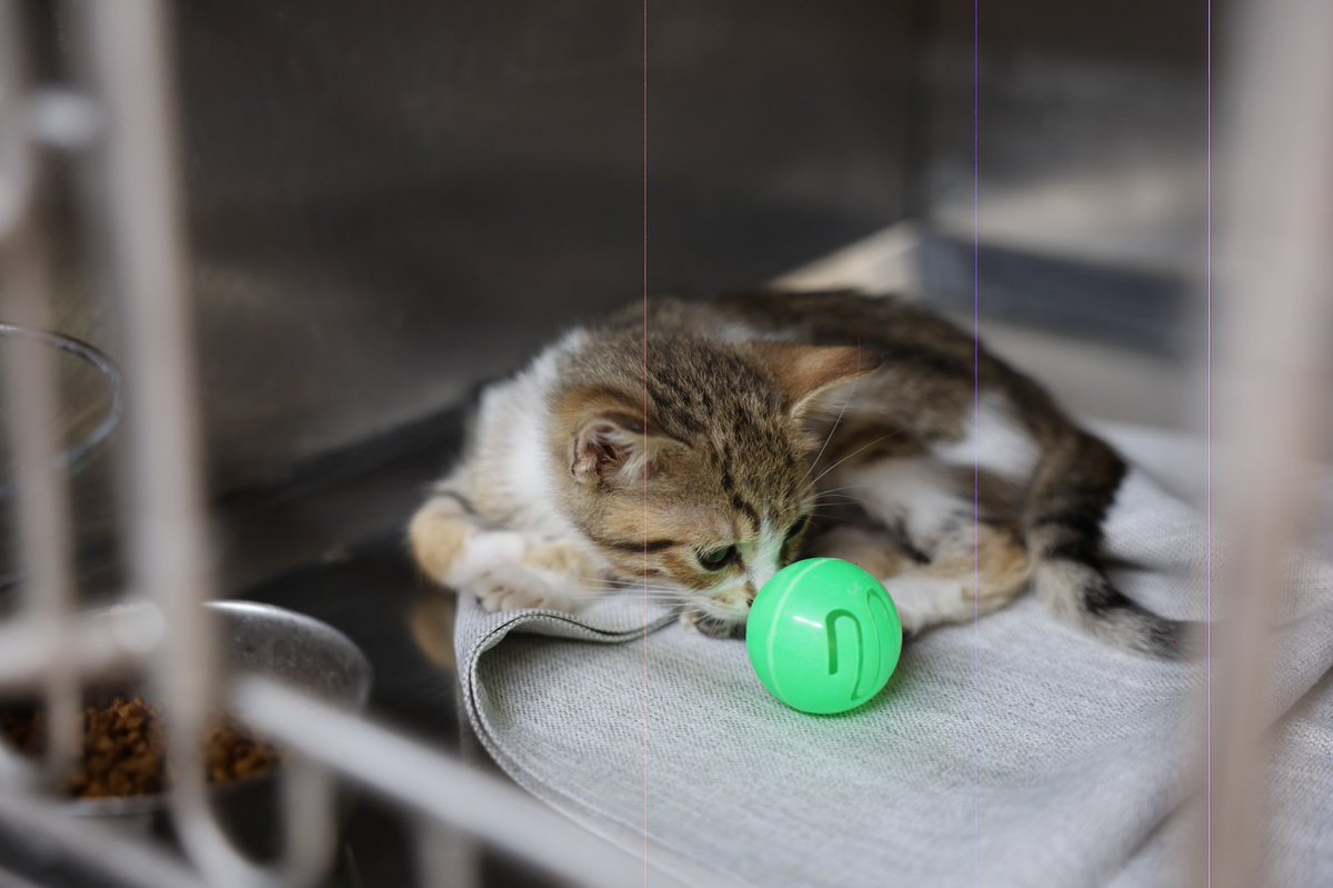 Marmaris Belediyesi'nin Kedi Bakım Alanı Minik Misafirlerine Ev Sahipliği Yaptı
