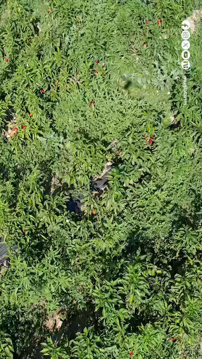 Muğla'da Ata Tohumu Üretimi Destekleniyor
