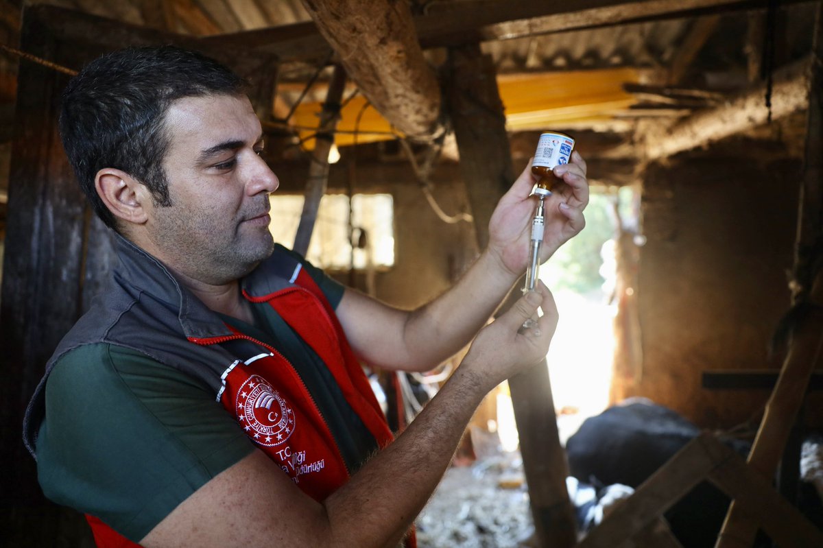 Muğla'da Şap Hastalığına Karşı Aşılama Çalışmaları Devam Ediyor