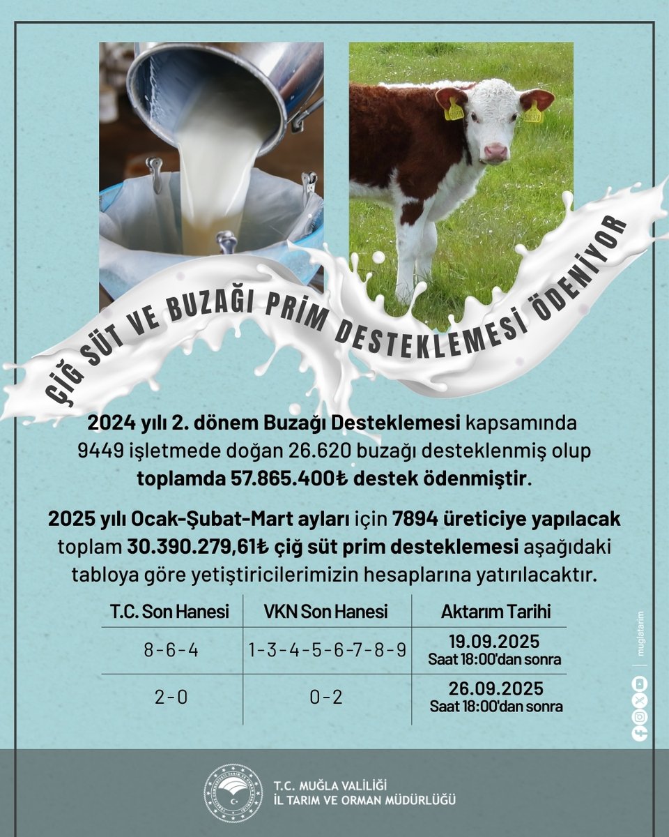 Muğla'da Buzağı Destekleri ve Çiğ Süt Primleri Ödenmeye Başladı