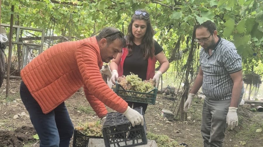 Muğla'da Pestisit Kontrolünde Yasaklı Kimyasal Tespit Edildi, Üzümler İmha Edildi