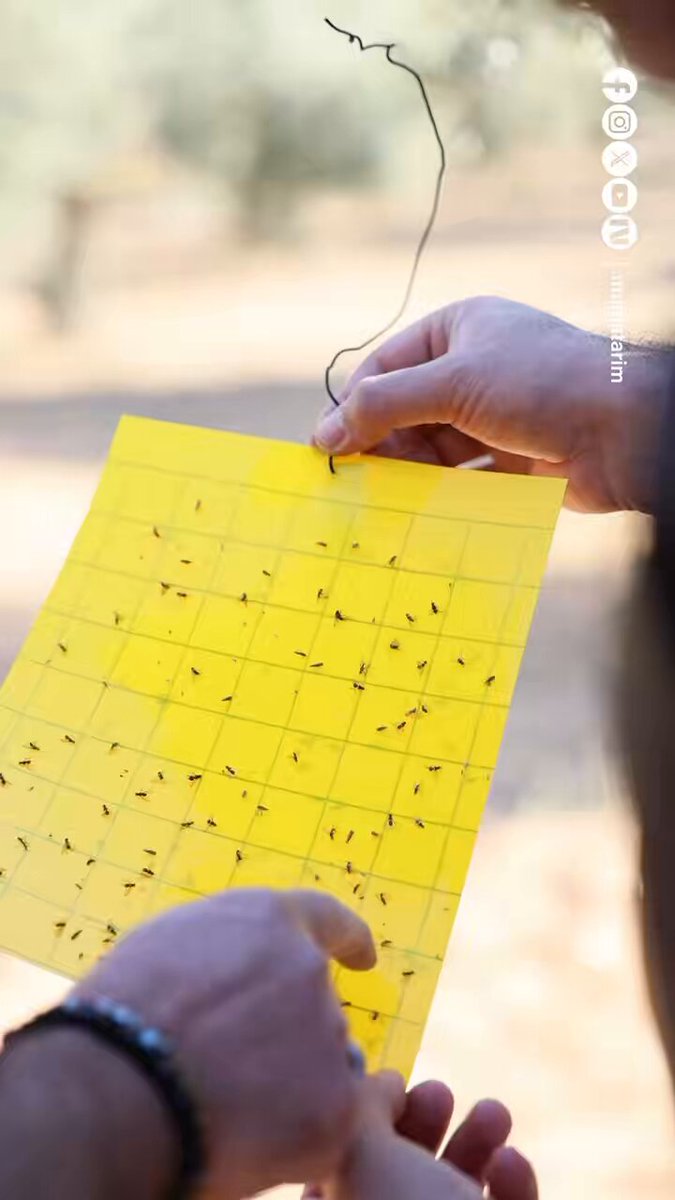 Muğla'da Zeytin Sineği Mücadelesi İçin Ruhsatlı Ürün Uyarısı