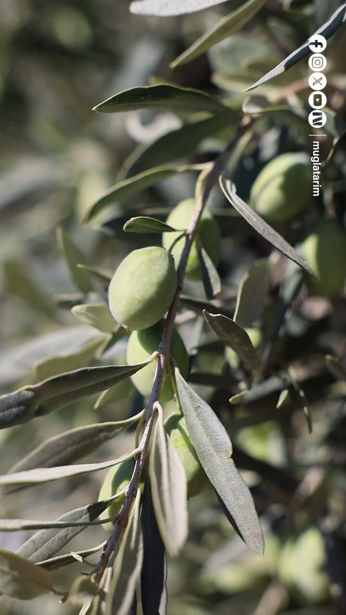 Muğla'da Zeytin Hasadı Başladı: Bereketli Bir Sezon Bekleniyor