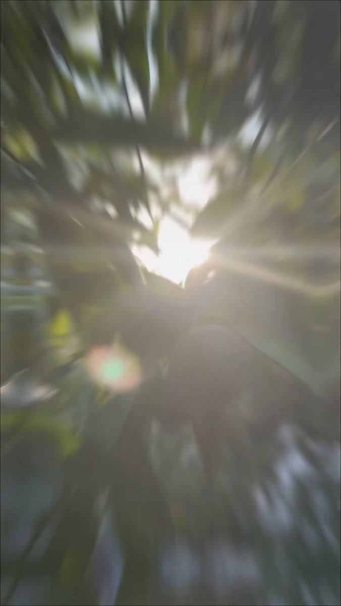 Bodrum'da Üreticilere Destek: 55 Ton Yeşil Bodrum Mandalini Alındı